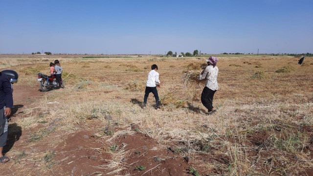 Toz fırtınası mercimek tarlasını vurdu