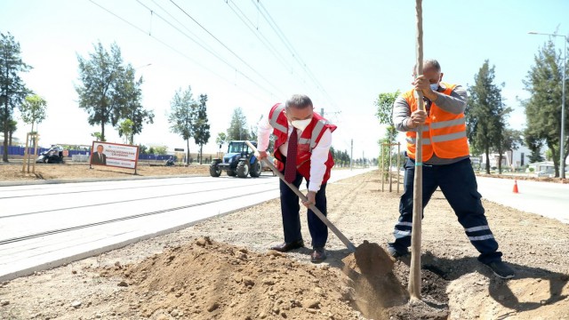 Tramvay hattı turunç çiçeği kokacak