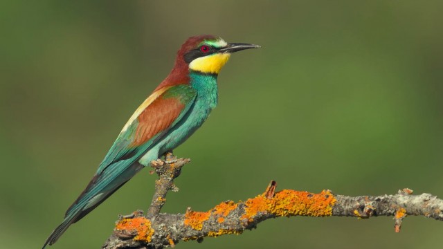 Türkiye dünya sıralamasında 194 gözlem ve 289 kuş türü ile 31inci sırada yer aldı