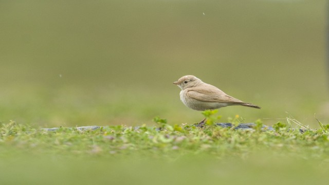 Türkiyede ilk kez Küçük Çöl Toygarı görüldü