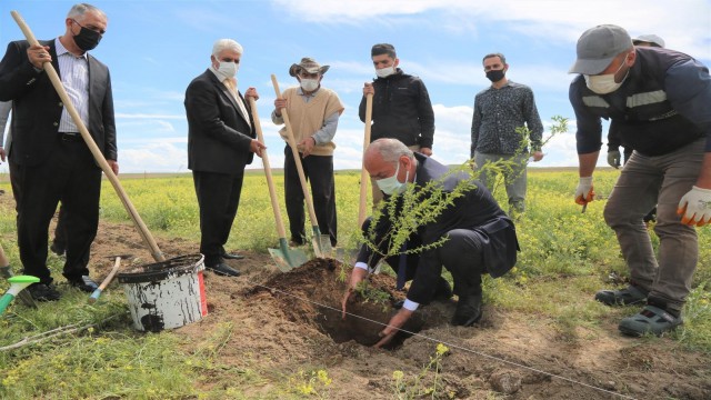 Tuşbada ceviz ve badem fidanları toprakla buluşturuluyor
