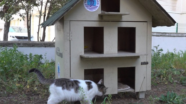 Tuzla'da yavru kedileri sokağa attılar