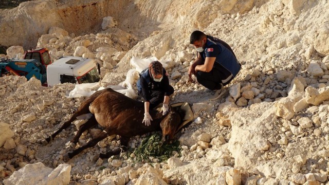 Uçurumdan düşen atı itfaiye kurtardı