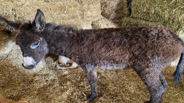 Ünlü oyuncu Melis Sezen dizi çekimine giderken gördüğü yaralı sıpanın yardımına koştu