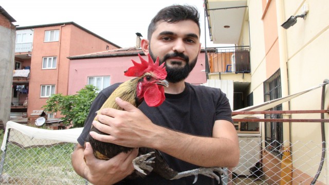 Ünü dünyaya yayılan ‘Bayılan horoz İngiltereden davet aldı