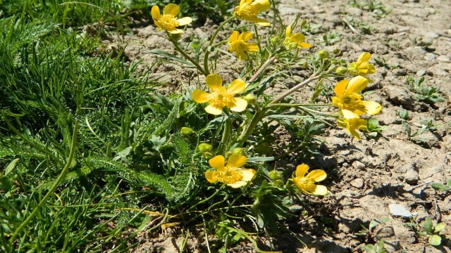 Urema yaylasında hareketlilik