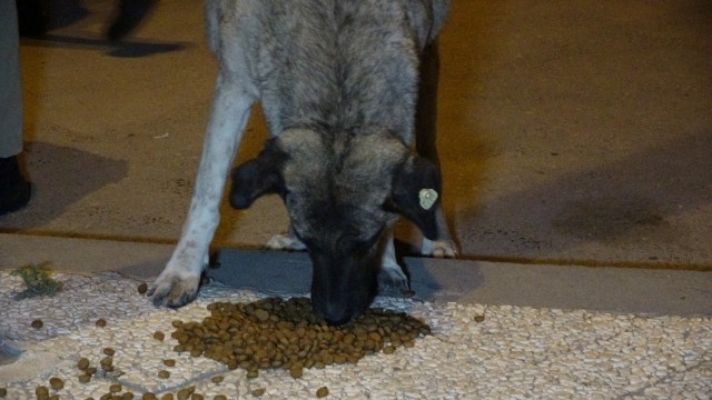 Uşakta HAYDİ ekipleri, sokak hayvanlarını besledi