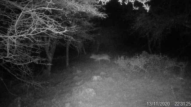 Uzun yıllar sonra ilk kez İzmirde kurt görüntülendi