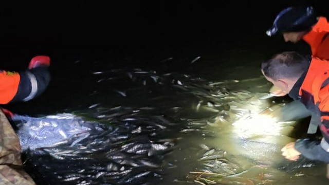 Van Gölünde 15 ton inci kefali kurtarıldı