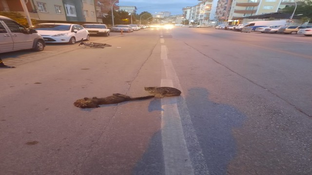 Vefalı kedi duygulandırdı