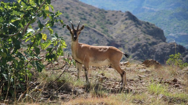 Yaban keçileri Munzur dağlarına güzellik katıyor