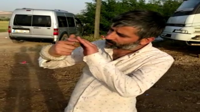 Yakaladığı yılanı böyle sevip öptü, o anlar kameraya yansıdı