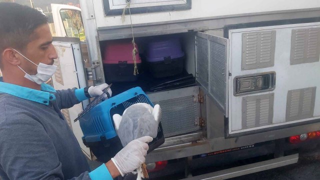 Yaralı martının imdadına Ümraniye Belediyesi yetişti