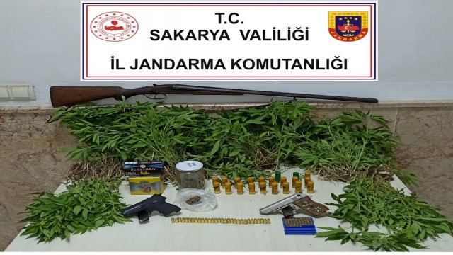 ‘Yasadışı Kenevir operasyonunda 1 tutuklama