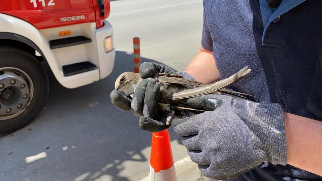 Yavru ebabil kuşunu itfaiye ekipleri kurtardı