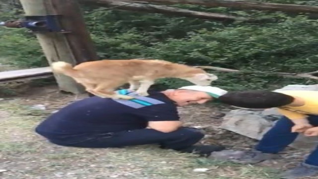 Yavru oğlaklar sahiplerinin omuzlarından inmiyor