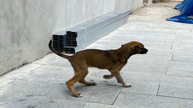 Yavru patiye başarılı operasyon