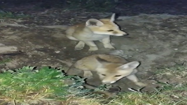 Yavru tilkilerin sevimli halleri kameralara yansıdı