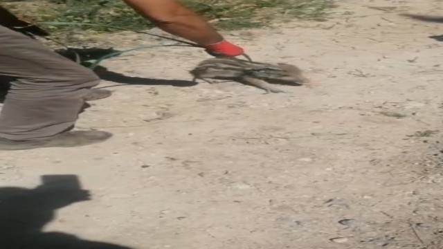 Yavru yaban domuzu böyle kurtarıldı