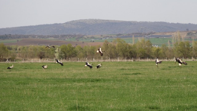 Yazın müjdecisi leylekler objektiflere poz verdi