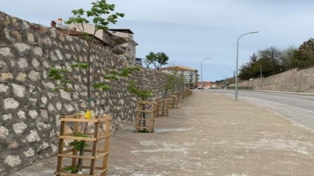 Yeni dikilen ıhlamur ağaçları çiçek açtı