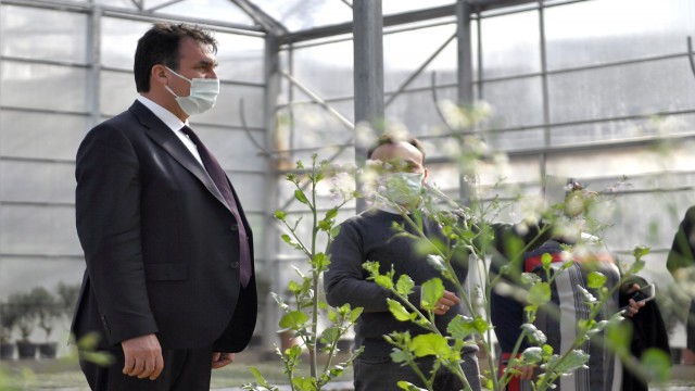 Yerli tohumlar fideye dönüştü