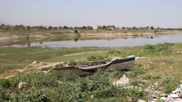 Yeterince sulanamayan buğdaylar erkenden baş verdi