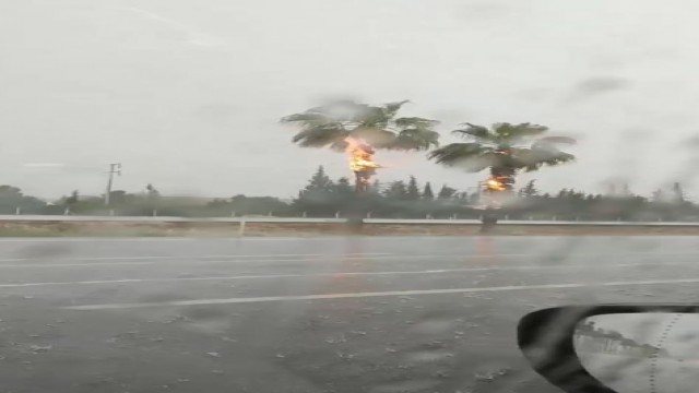 Yıldırım düşen palmiye ağaçları alev alev yandı