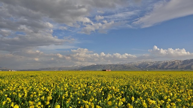 Yüksekovada sarı çiçekler hayran bıraktı