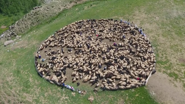 Yüksekovalı berivanların zorlu mesaisi başladı