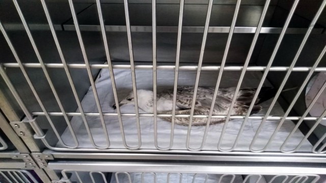 Yunus polisi gölete atlayarak yaralı martıyı kurtardı