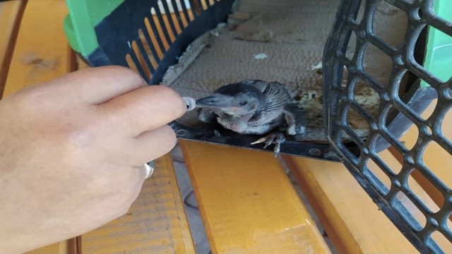 Yuvadan düşen karga yavrusu tedavi altına alındı