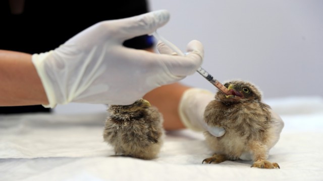 Yuvalarından düşen kuş yavrularına anne şefkatinde bakım