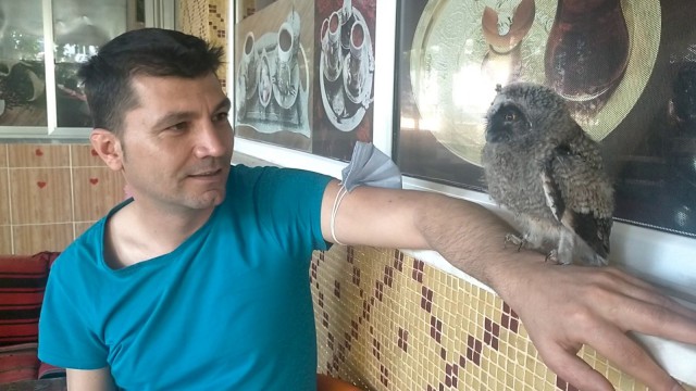 Yuvasından düşen yavru baykuşu esnaf misafir ediyor