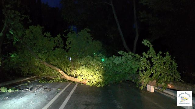 Bakırköy'de ağaç devrildi