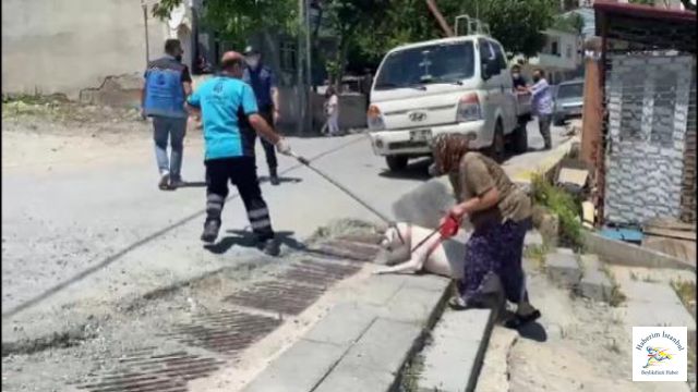 Başakşehir'de Pitbull Saldırısı