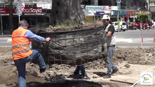 Esenyurt Belediyesi ilçeye yüz yıllık zeytin ağaçları dikti