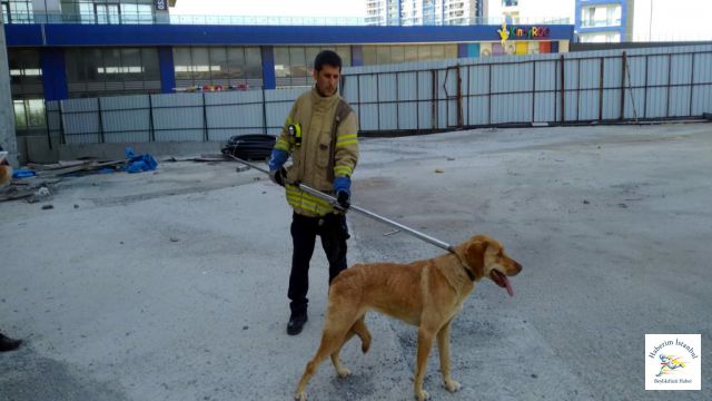 Esenyurt'ta 36'ncı katta 10 gündür mahsur kalan köpek böyle kurtarıldı