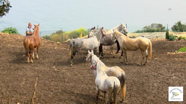 Kayıp atlarının faturası kime kesildi?