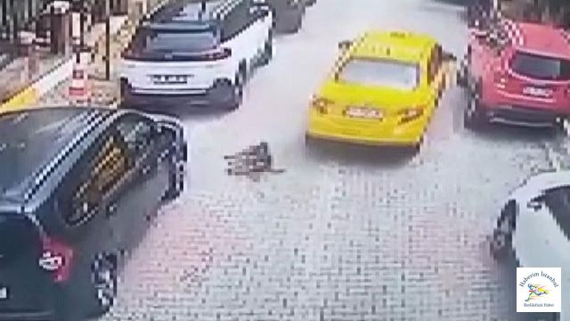 Köpeği Ezdi ve Kaçtı