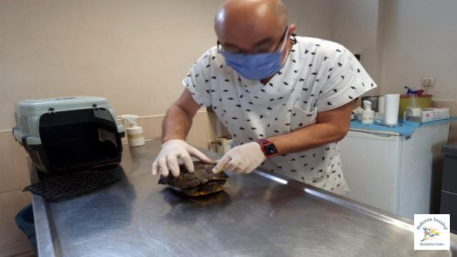 Maltepe'de kaplumbağanın inanılmaz kurtuluşu