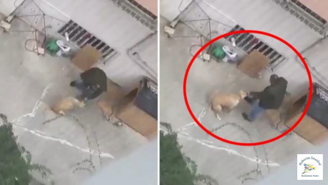 Doktor Köpeğini Acımadan Yumrukladı