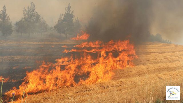 Buğday tarlalarımız yanıyor