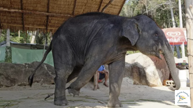 Yaşlı kadını öldüren fil öyle bir şey yaptı ki