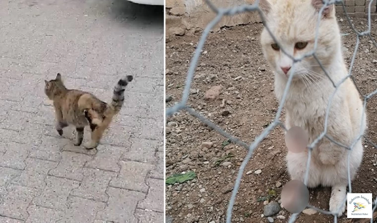 İstanbul'da onlarca kedinin bacağını kestiler