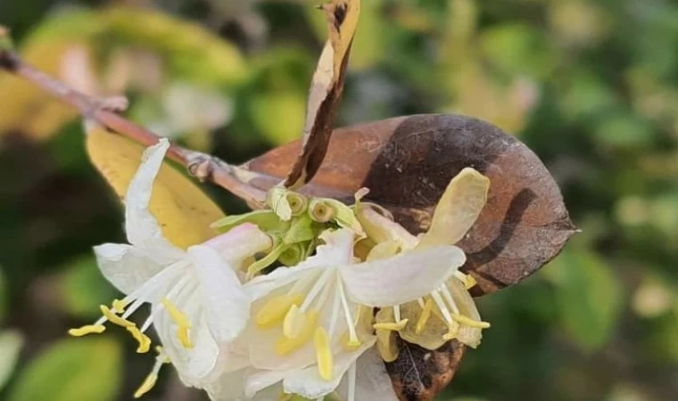 Bursa Yenişehir Ovası’nda kaygılandıran gelişme