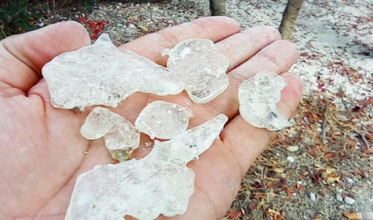 Çeşme Sakızı’nın Kıbrıs’a yolculuğu