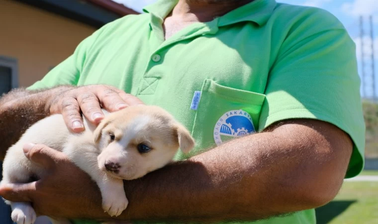 Sakarya’da hayvan sahiplenmek isteyenlere kolaylık