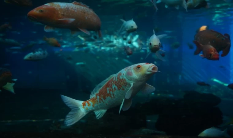 Bursa Yıldırım’da ’Tünel Akvaryum’ ilgisi