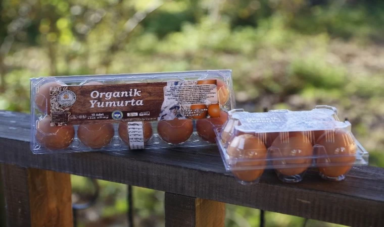 Ordu, yumurtada Araplar’a çalışıyor